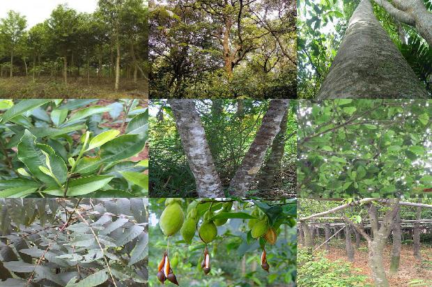 沉香树要种多少年1680222215975 沉香树要种多少年1680222215975