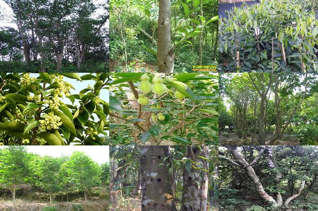 沉香树要种多少年1680222216021 沉香树要种多少年1680222216021