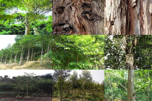 奇楠沉香树是什么1680308421420 奇楠沉香树是什么1680308421420