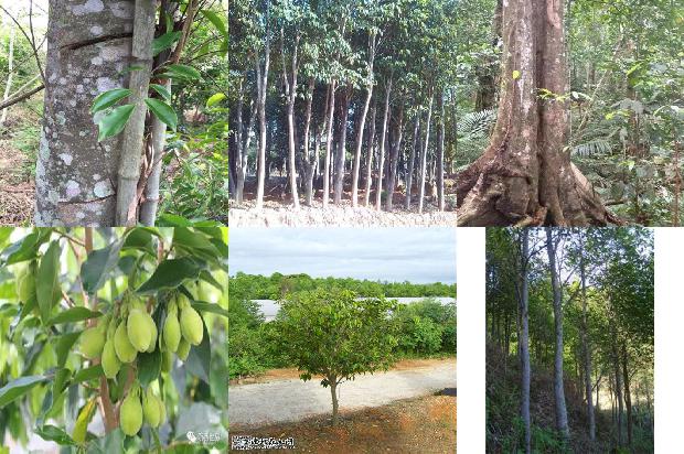 奇楠沉香树是什么1680308421468 奇楠沉香树是什么1680308421468