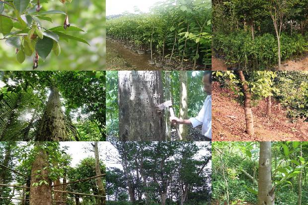 沉香树有卖吗1680308866446 沉香树有卖吗1680308866446