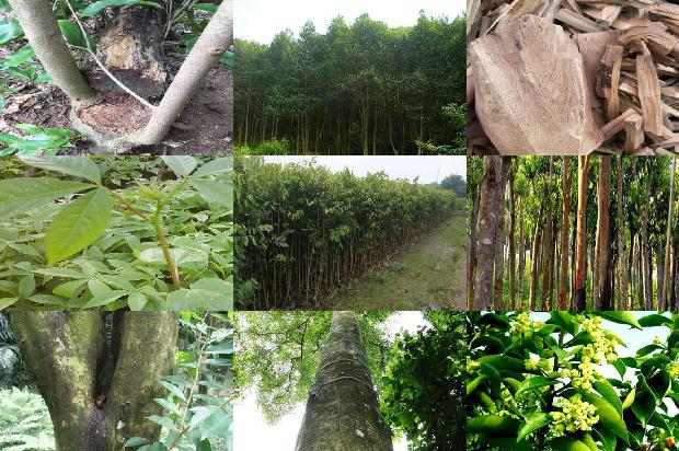 沉香树有卖吗1680308866494 沉香树有卖吗1680308866494