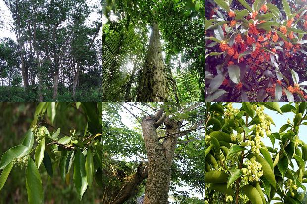 沉香树值多少1680309015088 沉香树值多少1680309015088