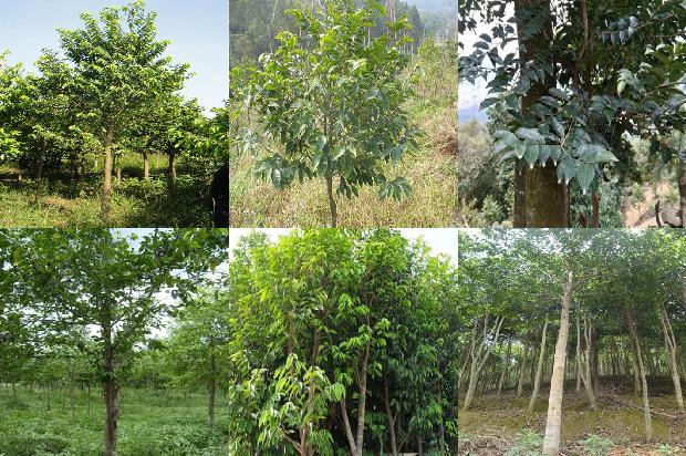 沉香树值多少1680309015136 沉香树值多少1680309015136