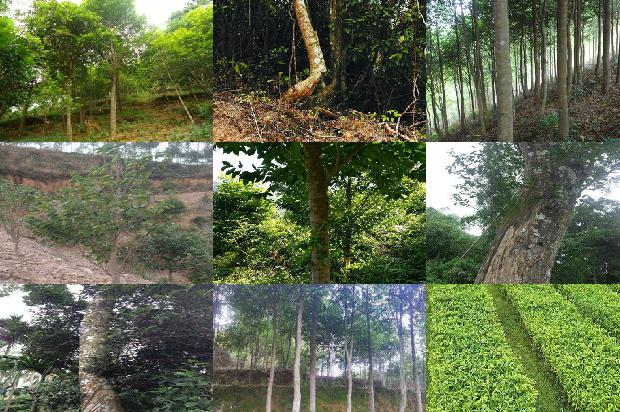 沉香树有什么作用1680394149820 沉香树有什么作用1680394149820