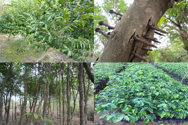 沉香树有什么作用1680394149868 沉香树有什么作用1680394149868