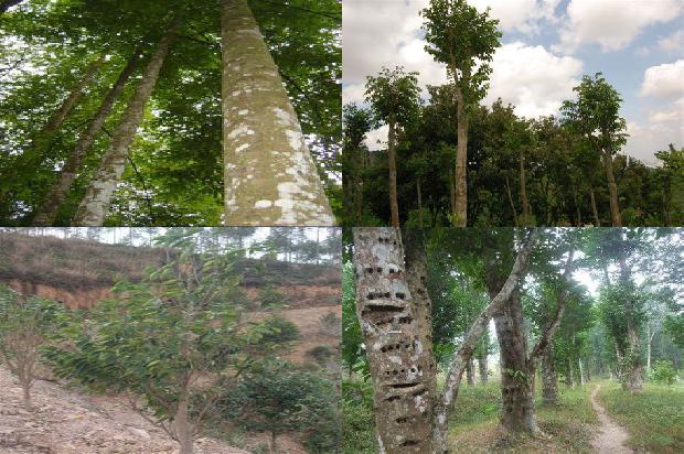 沉香树有什么作用1680394149915 沉香树有什么作用1680394149915