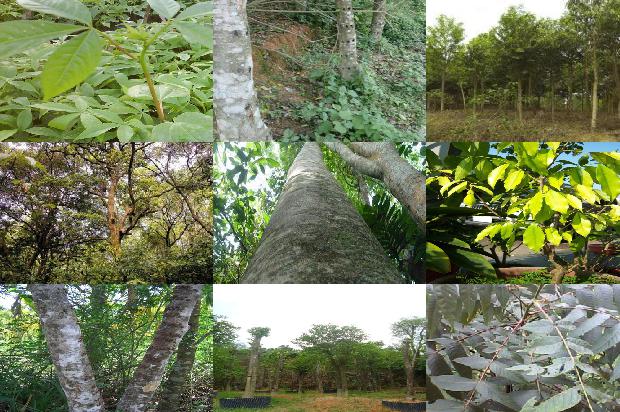 沉香树有什么作用1680394149963 沉香树有什么作用1680394149963