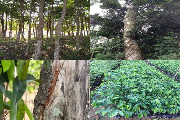 沉香树什么意思1680394617880 沉香树什么意思1680394617880