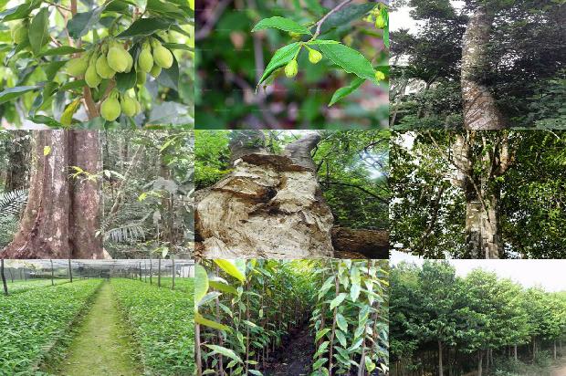 沉香树什么意思1680394617928 沉香树什么意思1680394617928