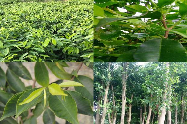 沉香树什么意思1680394617976 沉香树什么意思1680394617976