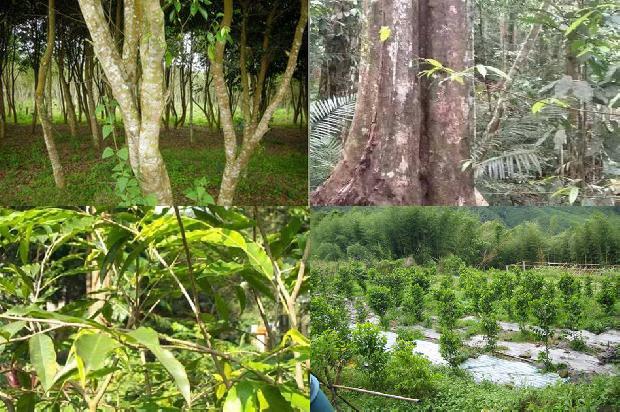 沉香树什么意思1680394618024 沉香树什么意思1680394618024