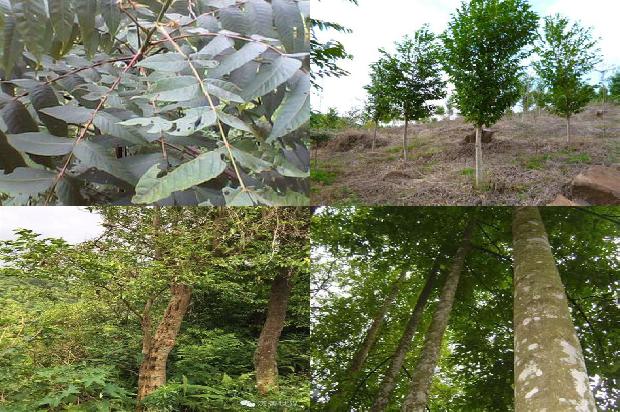 沉香木的价值多少1680395748258