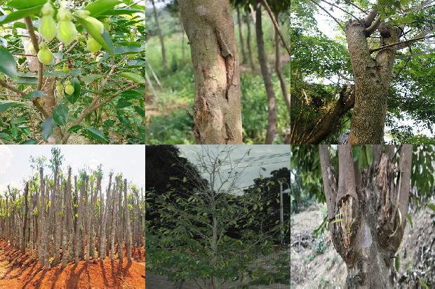 沉香木的价值多少1680395748306