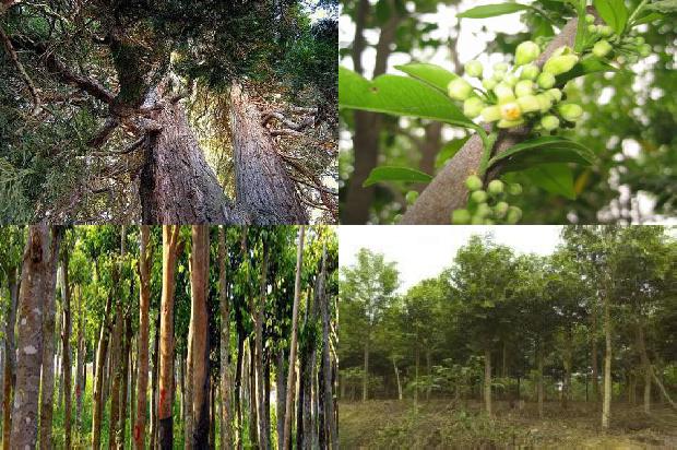 沉香树苗北方可以种植吗1698365398826 沉香树苗北方可以种植吗1698365398826