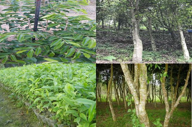 产沉香的是什么树1680567711493 产沉香的是什么树1680567711493