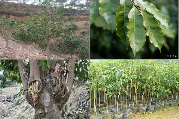 产沉香的是什么树1680567711540 产沉香的是什么树1680567711540