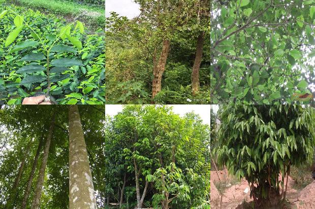 产沉香的是什么树1680567711586 产沉香的是什么树1680567711586