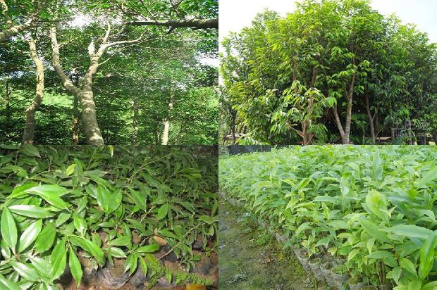 奇楠沉香有什么价值1680568331225 奇楠沉香有什么价值1680568331225