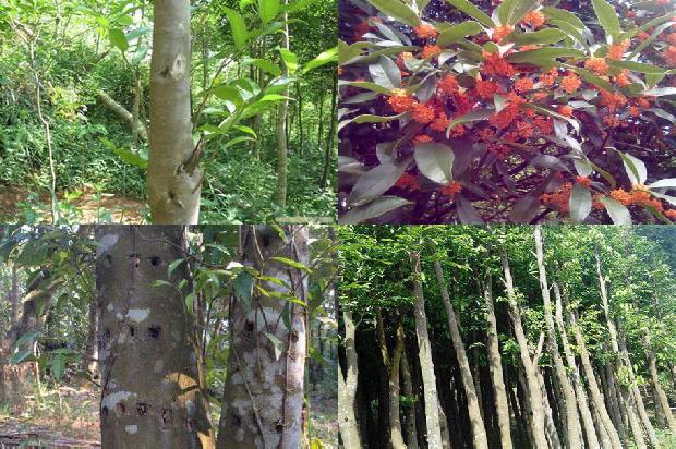 奇楠沉香有什么价值1680568331271 奇楠沉香有什么价值1680568331271