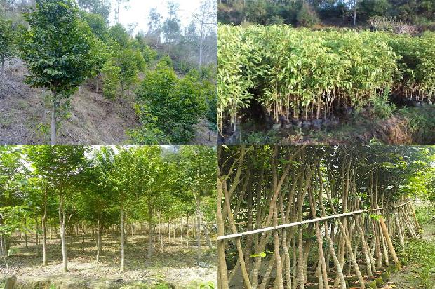 奇楠沉香有什么价值1680568331319 奇楠沉香有什么价值1680568331319