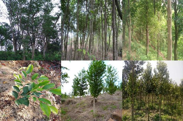 奇楠沉香树苗哪有卖1680654271413 奇楠沉香树苗哪有卖1680654271413