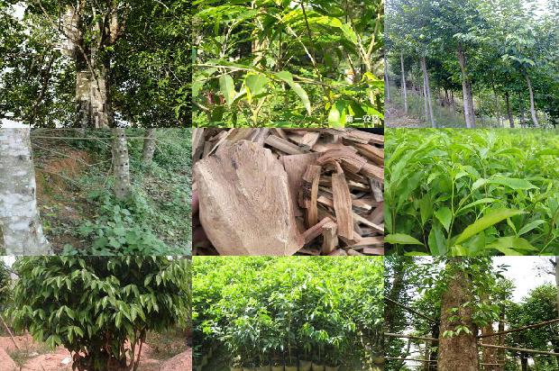 奇楠沉香树苗哪有卖1680654271922 奇楠沉香树苗哪有卖1680654271922