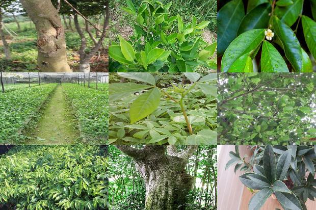 奇楠沉香树苗哪有卖1680654272425 奇楠沉香树苗哪有卖1680654272425