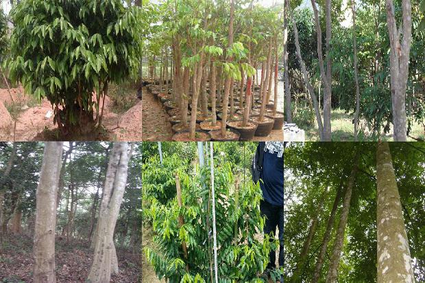 奇楠沉香树苗哪有卖1680654272898 奇楠沉香树苗哪有卖1680654272898