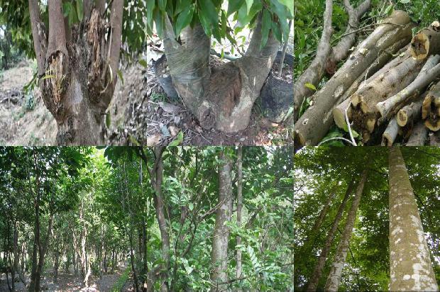 达拉干沉香现在市场价多少一克1680654888036 达拉干沉香现在市场价多少一克1680654888036