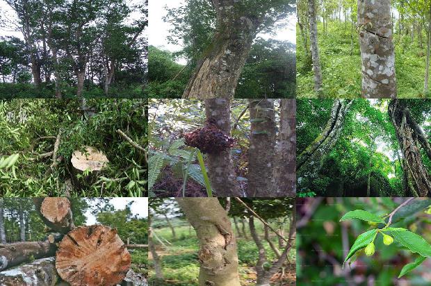 奇楠沉香现价多少1680656399118 奇楠沉香现价多少1680656399118