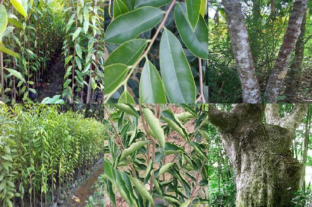 奇楠沉香现价多少1680656399561 奇楠沉香现价多少1680656399561