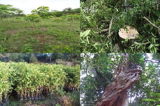 绿色沉香是哪的沉香1680657427571 绿色沉香是哪的沉香1680657427571