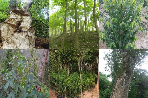 绿色沉香是哪的沉香1680657428047 绿色沉香是哪的沉香1680657428047