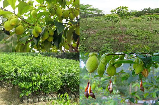 绿色沉香是哪的沉香1680657428538 绿色沉香是哪的沉香1680657428538