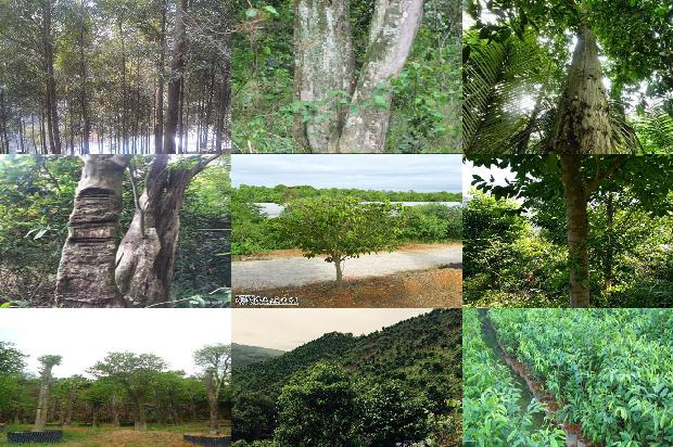 绿色沉香是哪的沉香1680657429041 绿色沉香是哪的沉香1680657429041