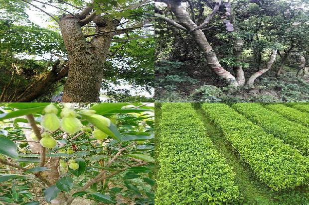 沉香木手串有收藏价值吗1680740204992 沉香木手串有收藏价值吗1680740204992