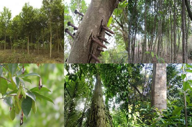 沉香细烟什么价1680740421342 沉香细烟什么价1680740421342