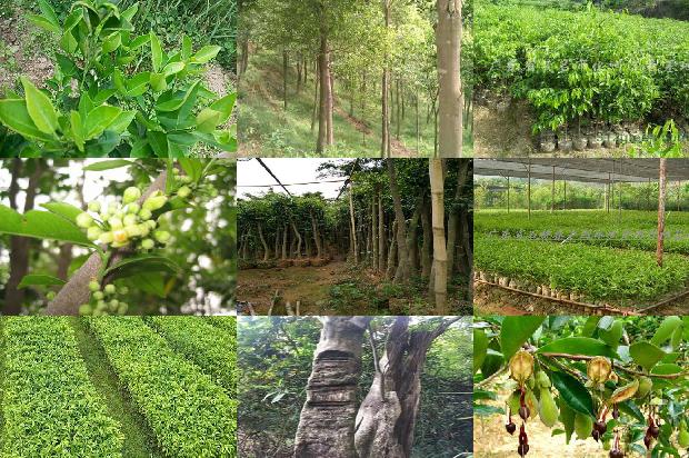 沉香细烟什么价1680740421388 沉香细烟什么价1680740421388