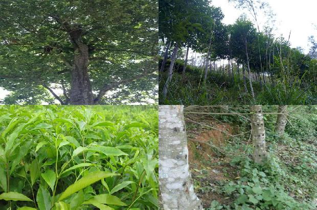 沉香细烟什么价1680740421434 沉香细烟什么价1680740421434