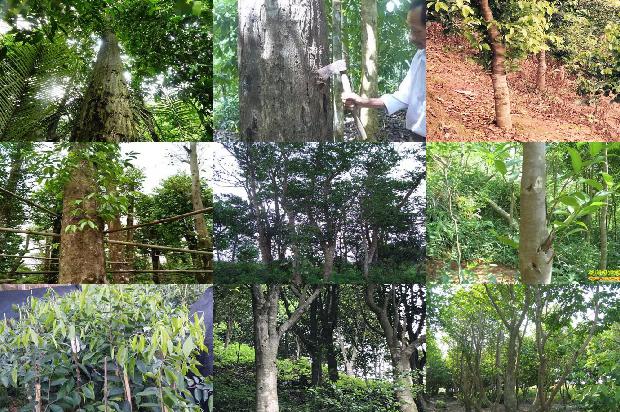 沉香细烟什么价1680740421480 沉香细烟什么价1680740421480