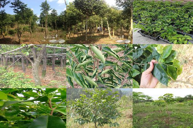 种沉香用什么树1680740538943 种沉香用什么树1680740538943