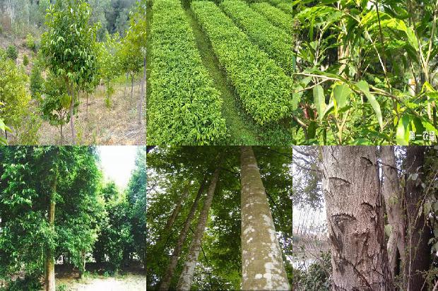 种沉香用什么树1680740538991 种沉香用什么树1680740538991