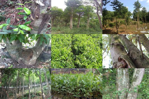 种沉香用什么树1680740539039 种沉香用什么树1680740539039