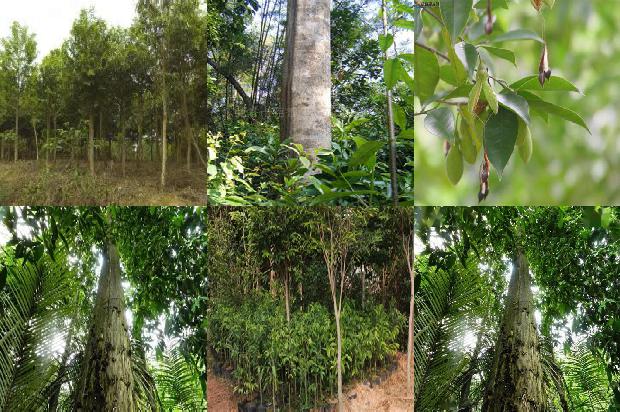 奇楠沉香是什树1680740998077 奇楠沉香是什树1680740998077