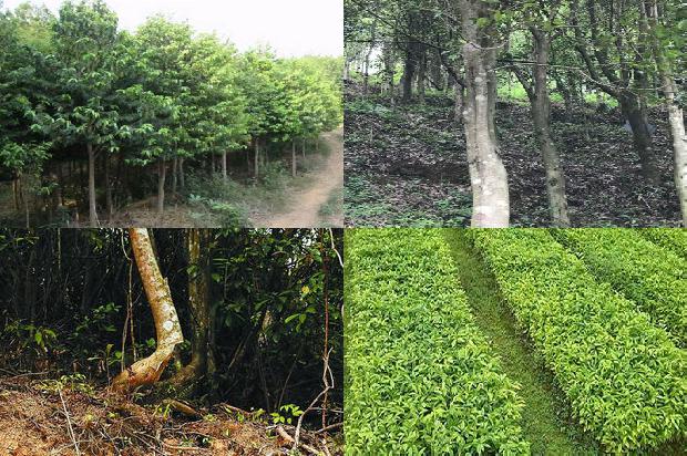 奇楠沉香是什树1680740998125 奇楠沉香是什树1680740998125