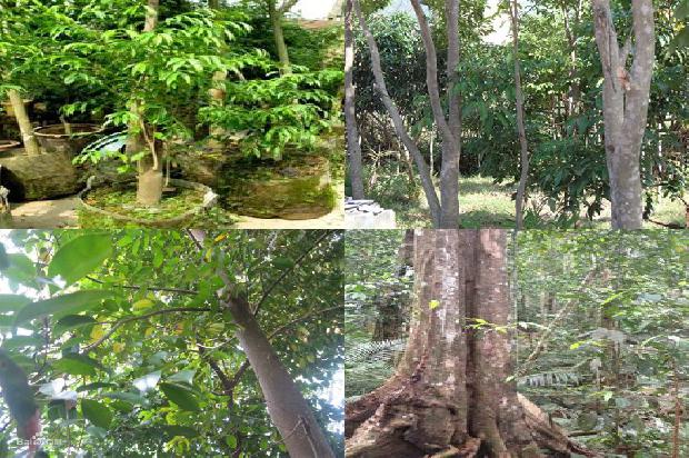 沉香生在什么树1680826695576 沉香生在什么树1680826695576