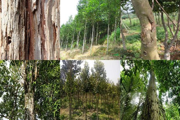 沉香生在什么树1680826695624 沉香生在什么树1680826695624