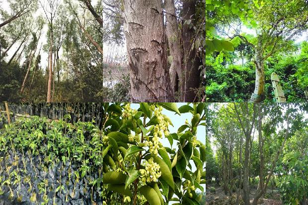 沉香生在什么树1680826695672 沉香生在什么树1680826695672