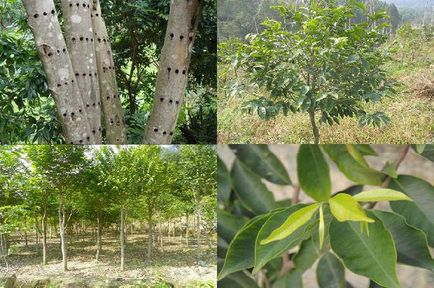 沉香生在什么树1680826695720 沉香生在什么树1680826695720